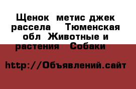 Щенок (метис джек рассела) - Тюменская обл. Животные и растения » Собаки   